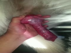 Puppy getting a tugjob from sexually excited owner